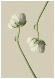 Minimalist botanical wall art featuring two delicate white flowers on green stems against a neutral background, perfect for a calm and serene home décor aesthetic.