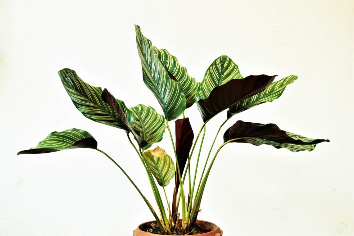 Calathea indoor potted plant with striking green and white striped leaves, ideal for adding a stylish and low-maintenance touch to home indoor gardens