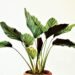 Calathea indoor potted plant with striking green and white striped leaves, ideal for adding a stylish and low-maintenance touch to home indoor gardens