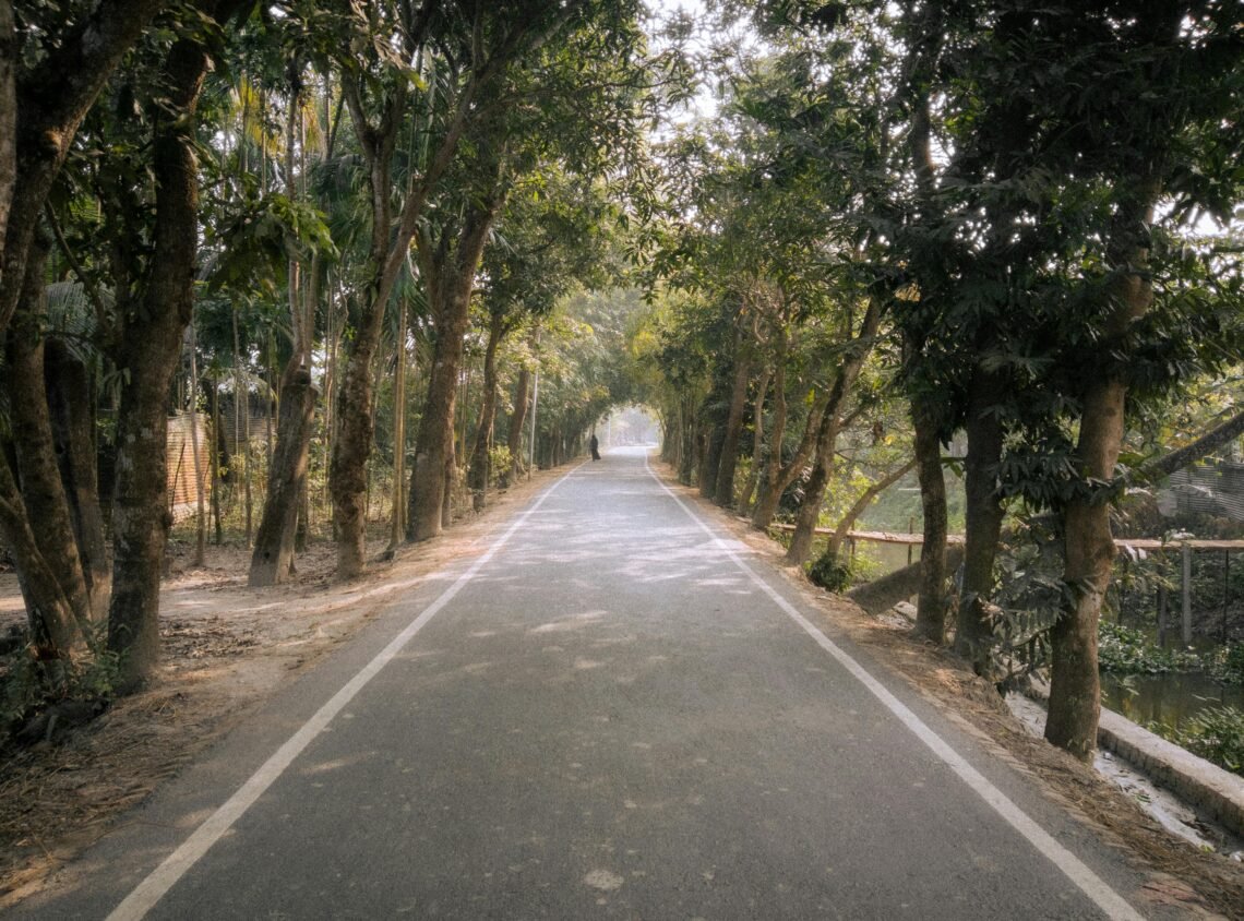 Scenic tree-lined road with sunlight filtering through dense foliage, evoking calm, peaceful, and cozy vibes perfect for slow, rainy summer days.
