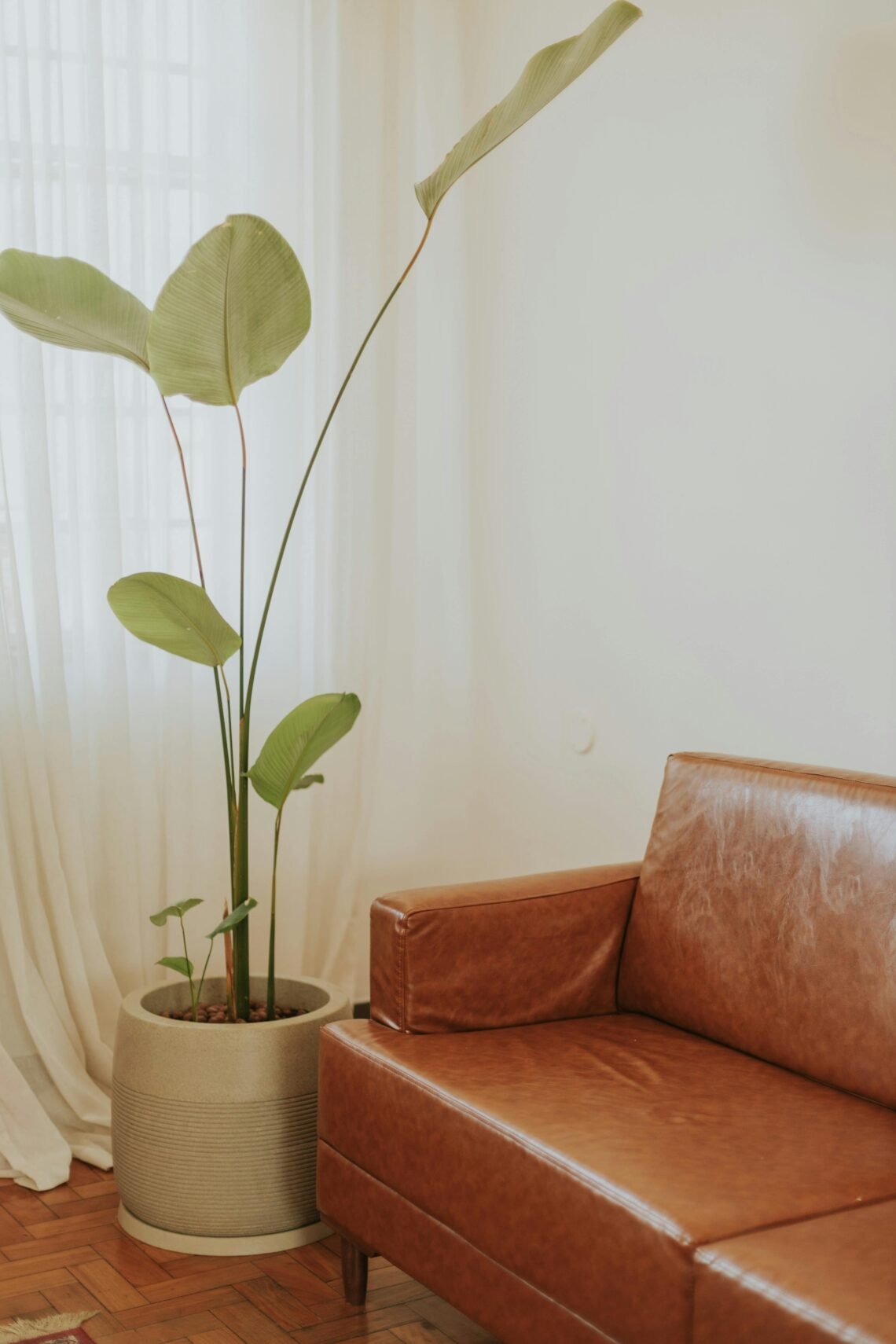 neutral living room essentials cozy aesthetic space with brown leather couch and tall indoor plant soft natural light calm home decor
