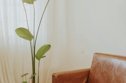 neutral living room essentials cozy aesthetic space with brown leather couch and tall indoor plant soft natural light calm home decor