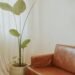 neutral living room essentials cozy aesthetic space with brown leather couch and tall indoor plant soft natural light calm home decor